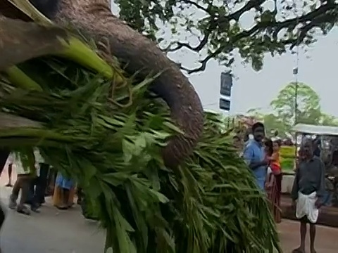 在印度喀拉拉邦的Thrissur Pooram大象节上，大象扛着一捆有树干的树枝/用三条腿站着，而骑手正在爬上车视频素材