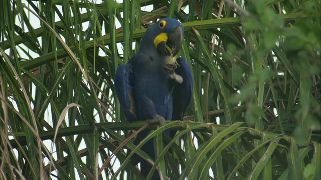 风信子猕猴(Anodorhynchus hyacinthinus)坐在树上进食/巴西南马托格罗索潘塔纳尔视频素材