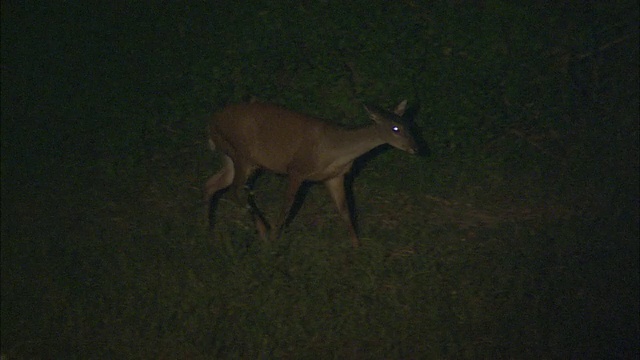 WS HA PAN Marsh Deer (Blastocerus dichotomus)在夜间走过草地/巴西南马托格罗索州潘塔纳尔视频素材