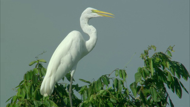 大白鹭(Ardea alba)栖息在树顶的天空/潘塔纳尔，马托格罗索州南，巴西视频素材