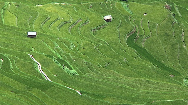 WS HA梯田/元阳梯田，云南，中国视频素材