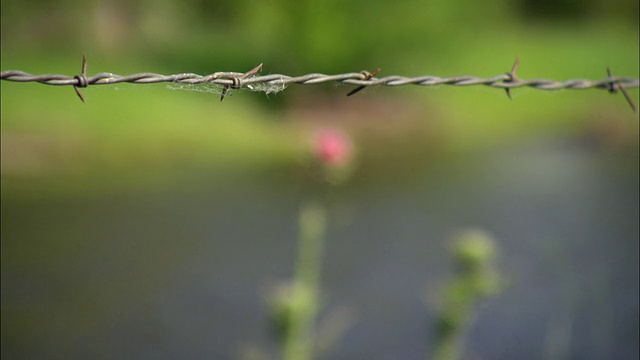 CU SELECTIVE FOCUS Line of带刺钢丝field / Stevensville, Montana, USA视频素材