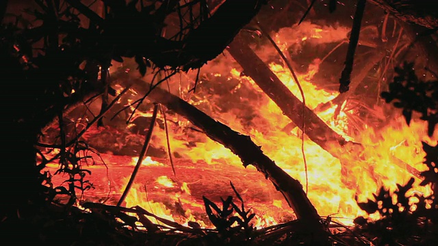 来自基拉韦厄火山的燃烧熔岩流过森林/卡拉帕纳，美国夏威夷视频素材