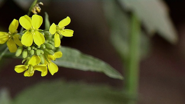 田间芥菜花/印度哈里亚纳邦索纳视频素材