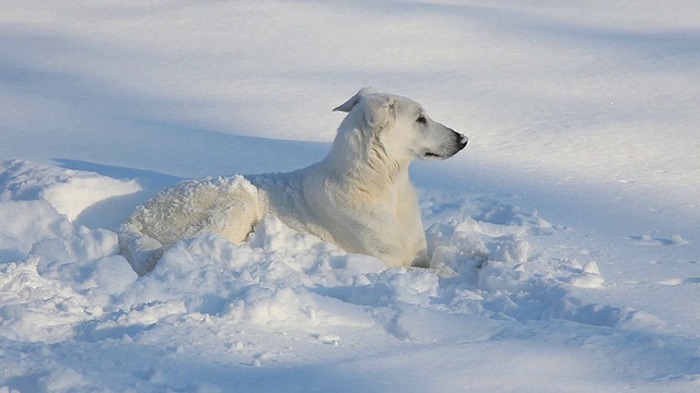 WS TU白色牧羊犬躺在雪中/里士满，弗吉尼亚州，美国视频素材