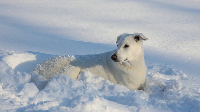 WS PAN白色牧羊犬躺在雪中/里士满，弗吉尼亚州，美国视频素材