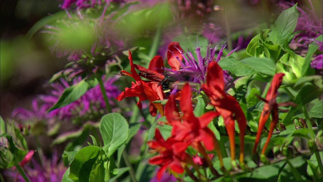 CU SELECTIVE FOCUS两只蜜蜂在红色Crocosmia变种路西法(蒙布雷西亚)和紫色花朵上/波特兰，俄勒冈，美国视频素材