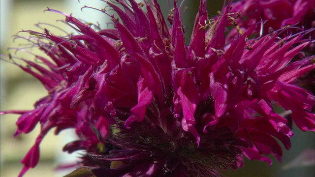 蜜蜂在紫色长花瓣花/波特兰，俄勒冈州，美国视频素材