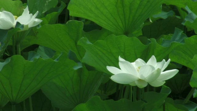 铜荷花视频素材