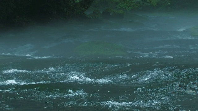 CU河穿过迷雾森林视频素材