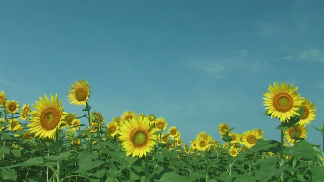 太阳花在风中飘扬视频素材