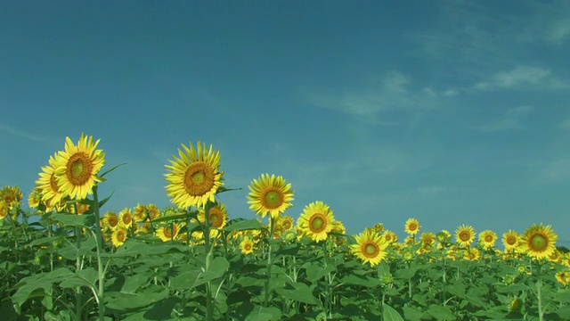 太阳花在风中飘扬视频素材