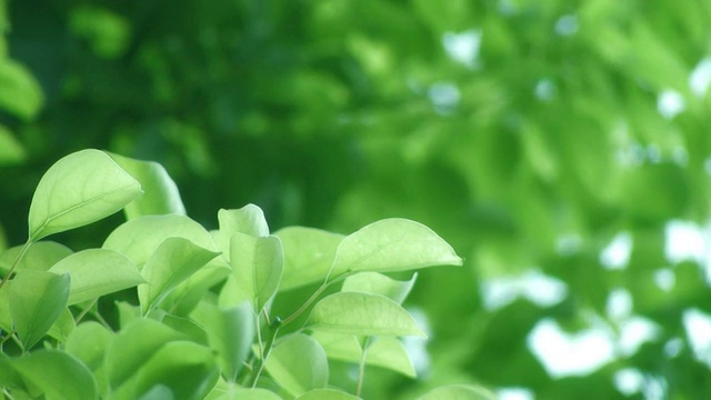 CU树的枝叶是绿色的，聚焦前景视频素材