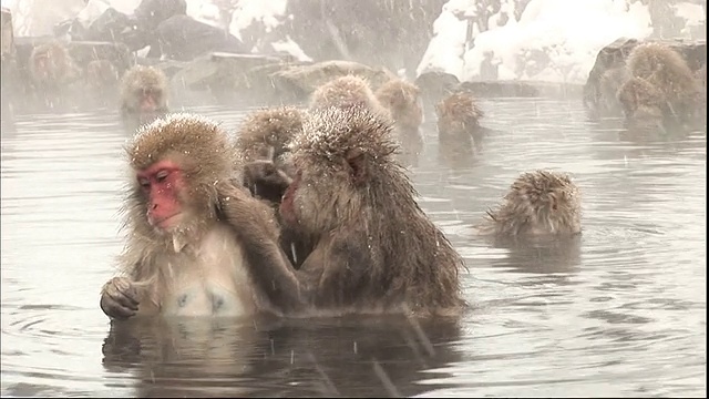 日本长野地狱谷温泉嬉戏的日本猕猴视频下载