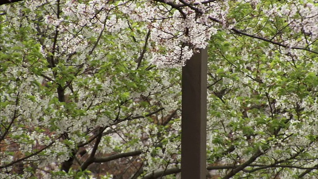 日本东京，东京，樱花盛开视频素材