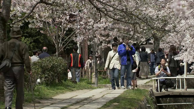 T/L WS人们走在樱花树下的运河上/京都，京都县，日本视频素材