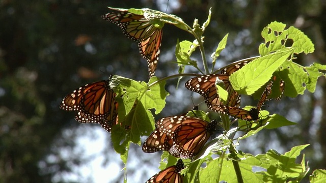 墨西哥米却肯州Angangueo的树枝上栖息着帝王蝶(Danaus plexipus)视频下载