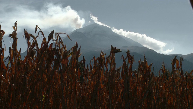 通过玉米田的WS Popocatepetl火山/墨西哥的Amecameca视频素材