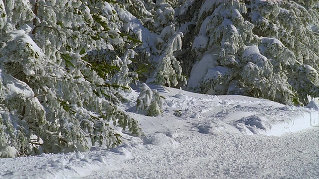 MS PAN SLO MO Young man在雪中滑雪/ Rangeley, Maine, USA视频素材