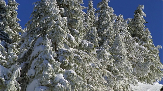 MS PAN SLO MO年轻女子滑雪在雪/ Rangeley，缅因州，美国视频素材