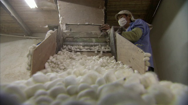 白色蚕茧从料斗中喷出/中国四川重庆视频素材