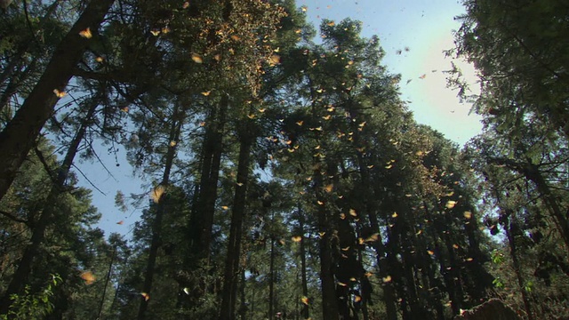 WS黑脉金斑蝶群飞行/ El Rosario黑脉金斑蝶生物圈保护区，Michoacán，墨西哥视频素材