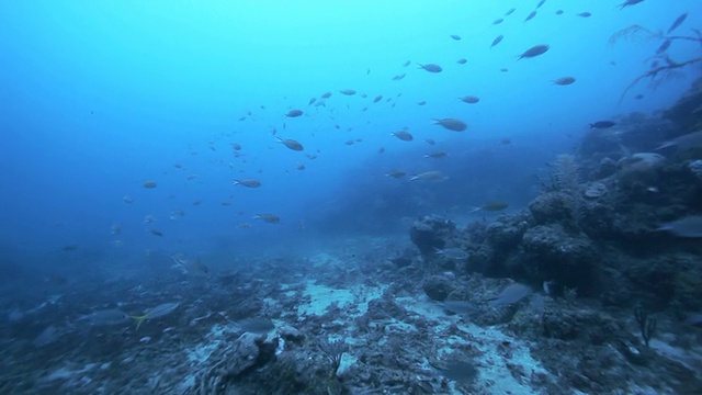 海洋生物水下视图/格林纳达，加勒比海视频素材