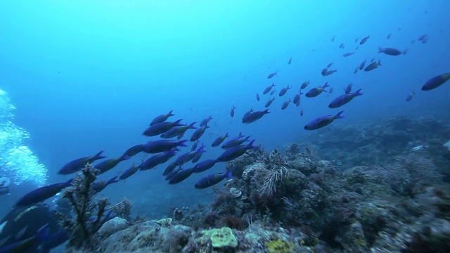 海洋生物水下视图/格林纳达，加勒比海视频下载