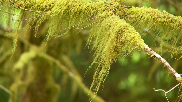 苔藓覆盖的树枝视频素材