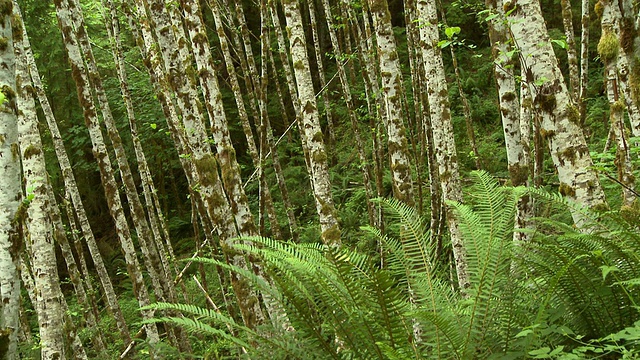 树木和蕨类植物视频素材