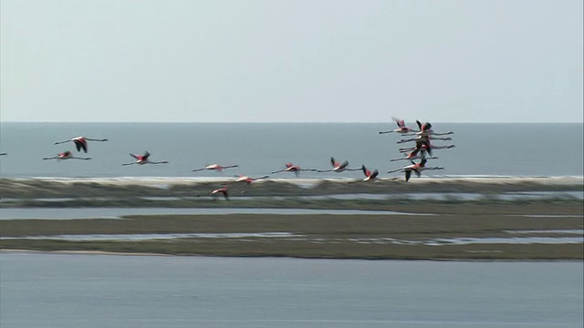 WS TS大火烈鸟群飞过水面和沙洲/ Camargue，波什-杜-罗纳。法国视频素材