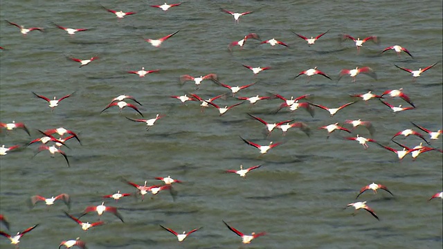 大火烈鸟的鸟群在水上飞行/ Camargue，波什杜罗讷河，法国视频素材