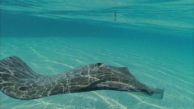 SLO MO CU Manta-ray (Manta birostris)在法属波利尼西亚塔希提岛Moorea海域游泳视频素材