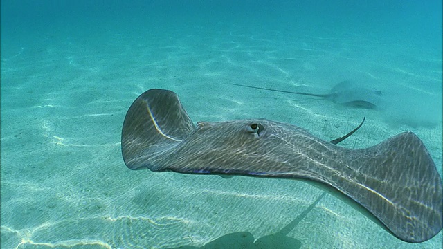 SLO MO MS Manta-ray (Manta birostris)在法属波利尼西亚塔希提岛Moorea海域游泳视频素材