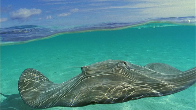 SLO MO CU Manta-ray (Manta birostris)在法属波利尼西亚塔希提岛Moorea海域游泳视频素材