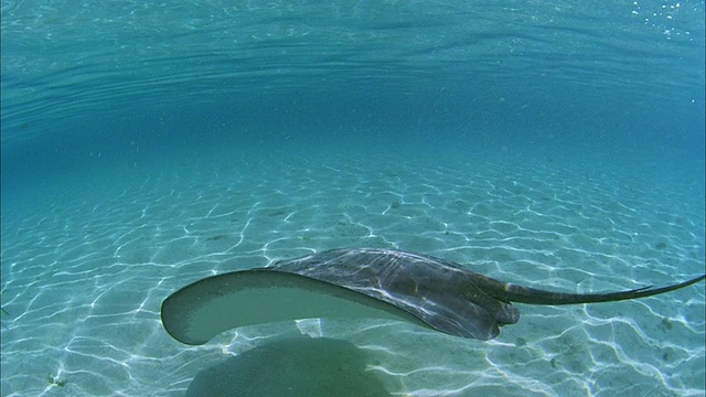 SLO MO MS Manta-ray (Manta birostris)在法属波利尼西亚塔希提岛Moorea海域游泳视频素材