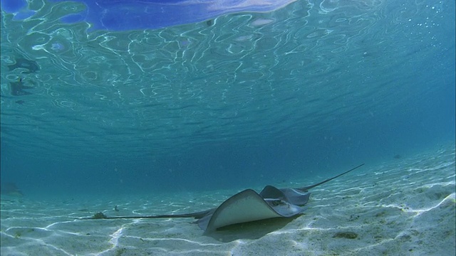 SLO MO MS Manta-rays (Manta birostris)在法属波利尼西亚塔希提岛Moorea海域游泳视频素材