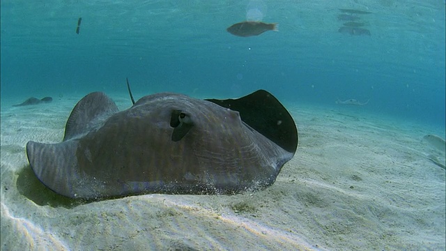 SLO MO MS Manta-rays (Manta birostris)和鱼在海底游泳/莫雷亚，塔希提，法属波利尼西亚视频素材