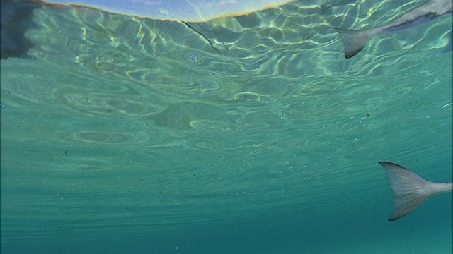 SLO MO MS TU TD蝠鲼(Manta birostris)和两只普通的蝠鲼(remora remora)在法属波利尼西亚塔希提岛Moorea海域游泳视频素材