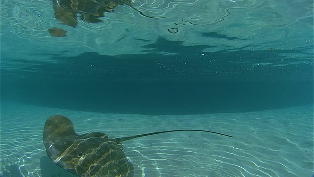 SLO MO MS Manta-ray (Manta birostris)在法属波利尼西亚塔希提岛Moorea海底游泳视频素材