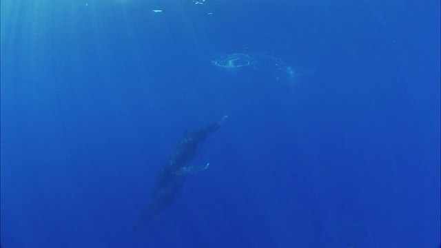 SLO MO WS座头鲸群(Megaptera novaeangliae)游泳在法属波利尼西亚塔希提岛Moorea海洋视频素材