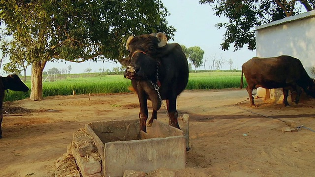 印度哈里亚纳邦Farrukh Nagar / Gurgaon村房子外的水牛视频素材