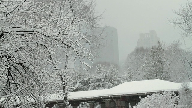 WS TD海狮在中央公园动物园在雪/纽约市，美国纽约视频素材