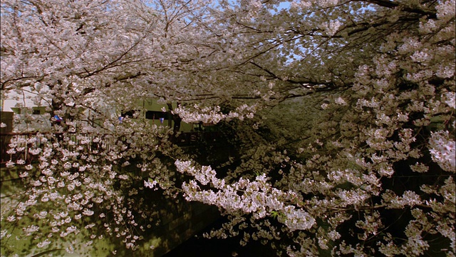 樱花/东京视频素材