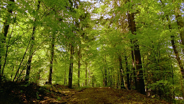 广角森林/ Styria，奥地利视频素材