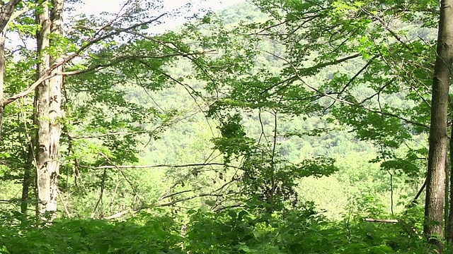 一名惊恐的男子飞快地跑过树林视频素材