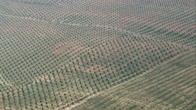 AERIAL WS乡村景观与橄榄林/贝加，葡萄牙视频素材