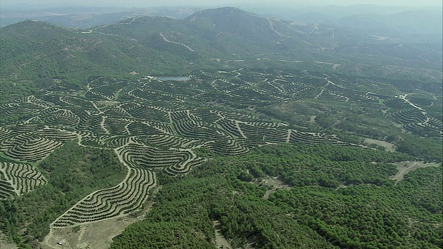 AERIAL WS有橄榄林的乡村景观/里约热内卢Tinto，安达卢西亚，西班牙视频素材