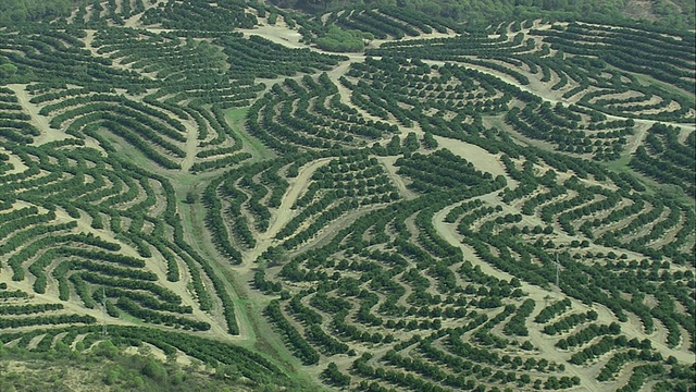 AERIAL WS有橄榄林的乡村景观/里约热内卢Tinto，安达卢西亚，西班牙视频素材