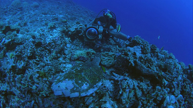 SLO MO WS ZI CU潜水员拍摄绿海龟(Chelonia mydas)和热带鱼游动的珊瑚礁/莫雷亚，大溪地，法属波利尼西亚视频素材